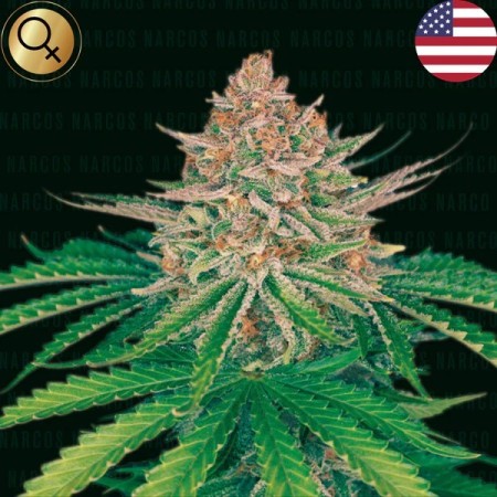 Strawberry Merengue | Autoflower | Narcos Seeds