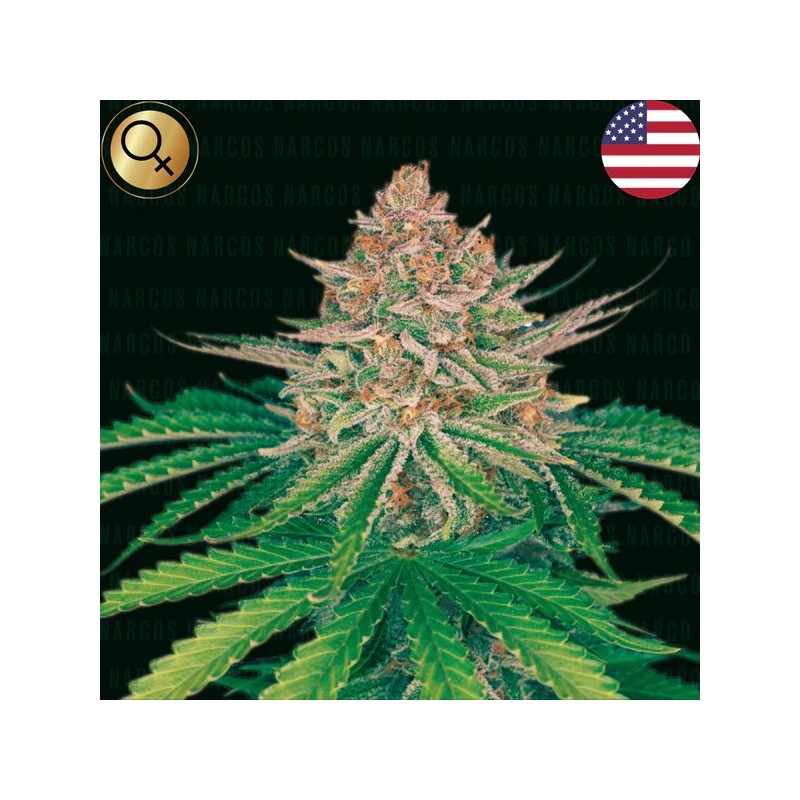 Strawberry Merengue | Autoflower | Narcos Seeds