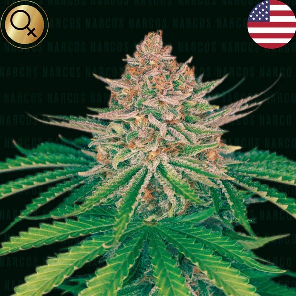 Strawberry Merengue | Narcos Seeds | Autoflowering