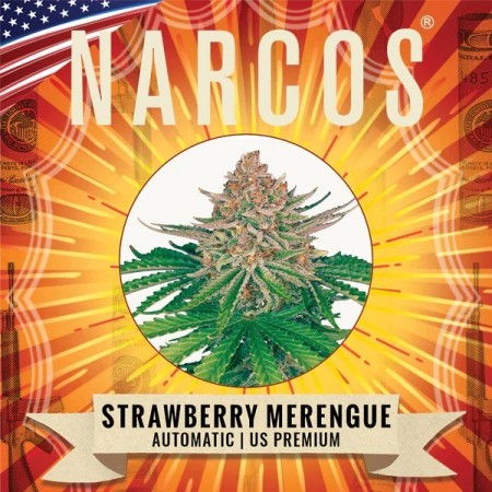 Strawberry Merengue | Autoflower | Narcos Seeds