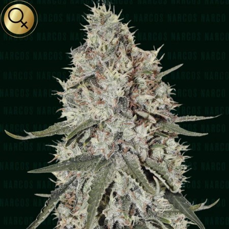 La Catedral | Feminized | Narcos Seeds