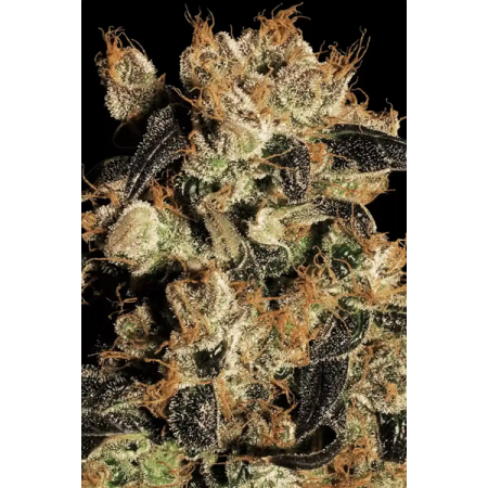 White Berry | Feminized | Paradise Seeds