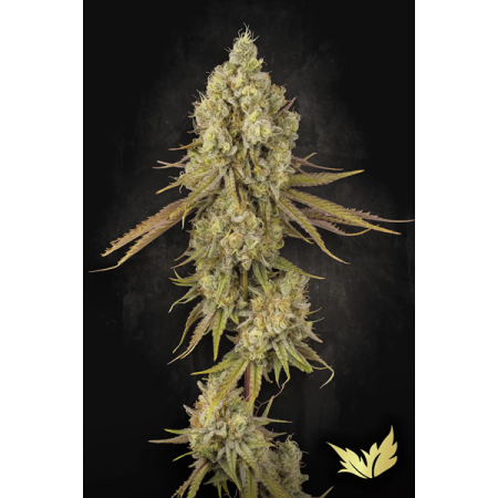 Tangerine Sorbet | Feminized | Paradise Seeds