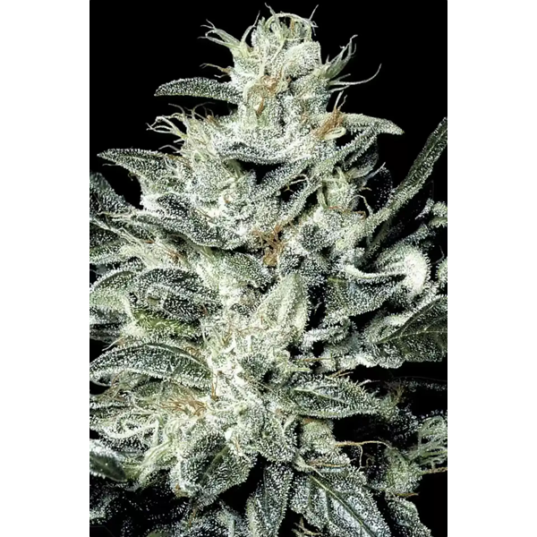 Sensi Star | Paradise Seeds | Feminized