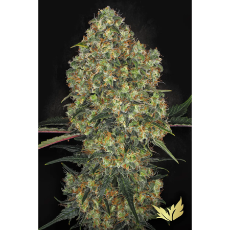 L.A. Amnesia | Feminized | Paradise Seeds