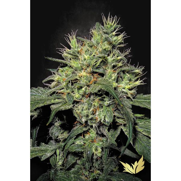 Dutch Dragon | Paradise Seeds | Feminized