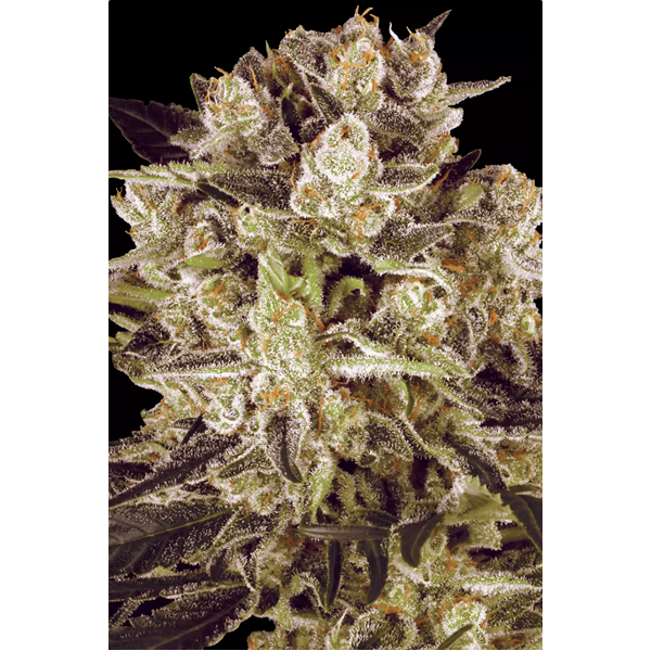Durga Mata II | Paradise Seeds | CBD