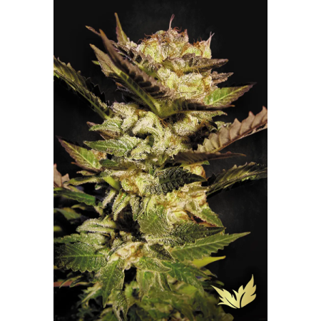 Durga Mata | Feminized | Paradise Seeds