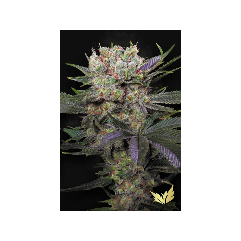 Californian Gold | Feminized | Paradise Seeds