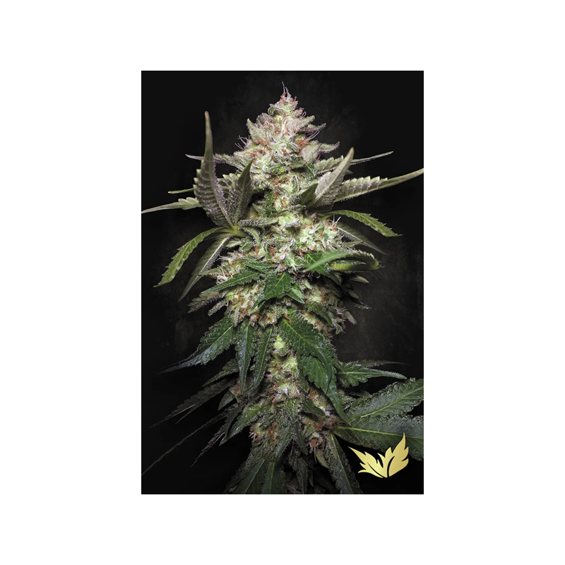 Kong 4 | Autoflower | Paradise Seeds