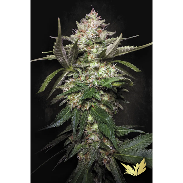 Kong 4 | Paradise Seeds | Autoflowering
