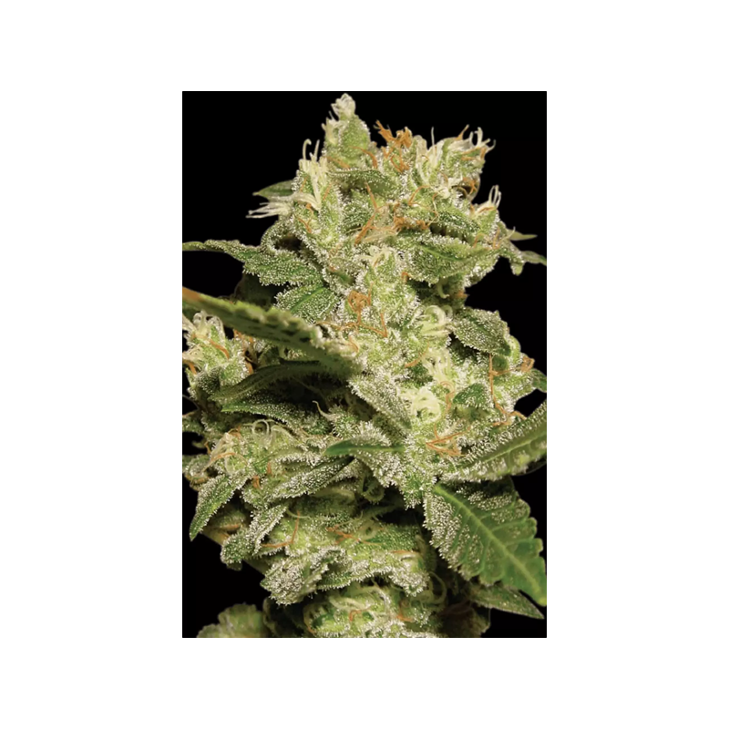 Jack | Autoflower | Paradise Seeds