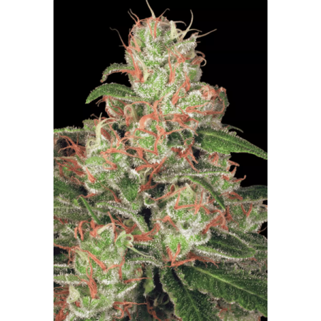 Acid | Autoflower | Paradise Seeds