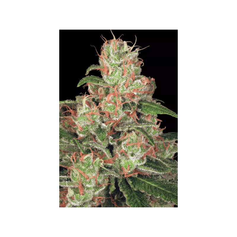 Acid | Autoflower | Paradise Seeds