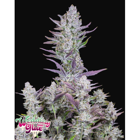Wedding Glue | Autoflower | Fast Buds Seeds