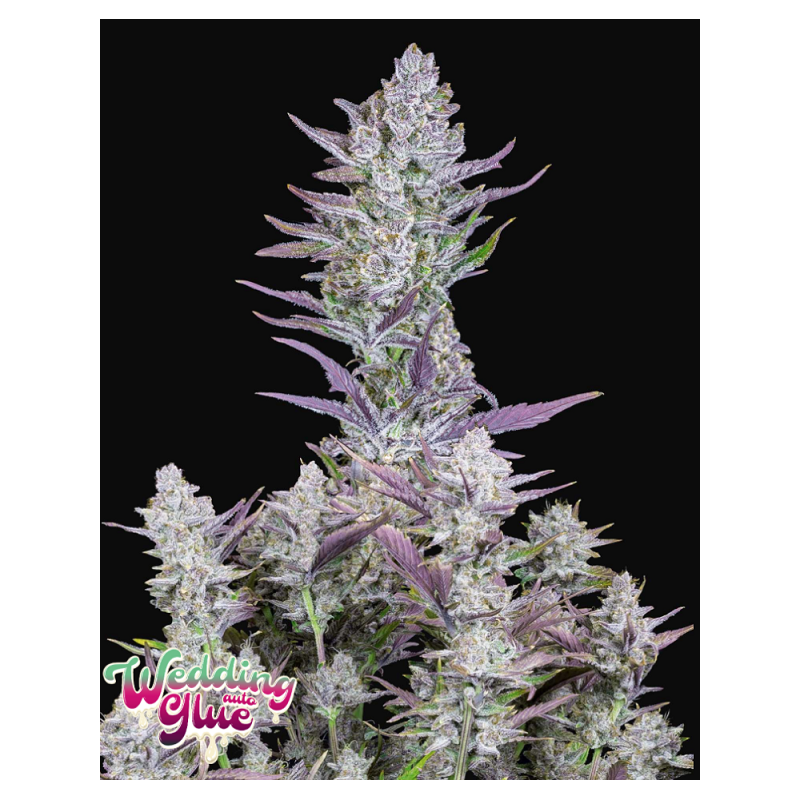 Wedding Glue | Autoflower | Fast Buds Seeds