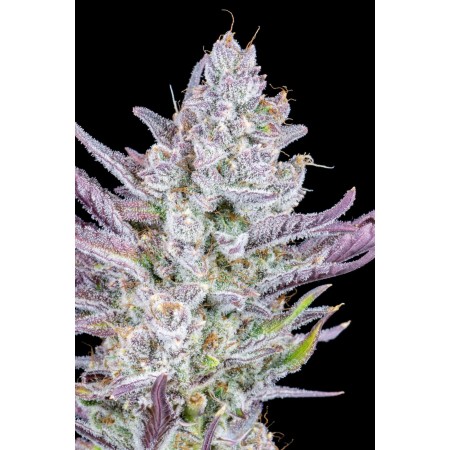 Wedding Glue | Autoflower | Fast Buds Seeds
