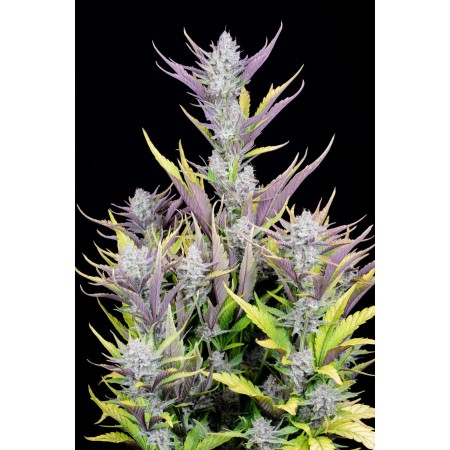 Wedding Glue | Autoflower | Fast Buds Seeds
