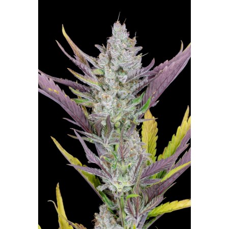 Wedding Glue | Autoflower | Fast Buds Seeds