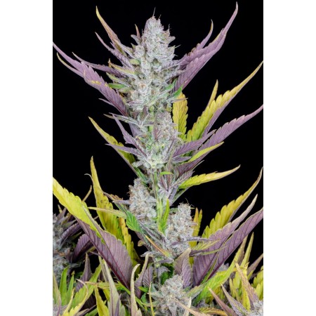 Wedding Glue | Autoflower | Fast Buds Seeds