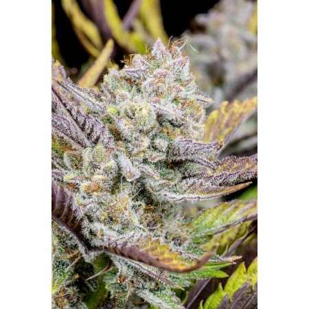 Wedding Glue | Autoflower | Fast Buds Seeds