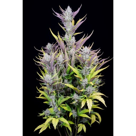 Wedding Glue | Autoflower | Fast Buds Seeds