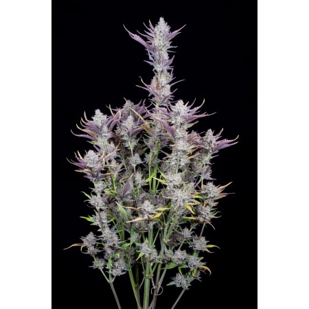 Wedding Glue | Autoflower | Fast Buds Seeds