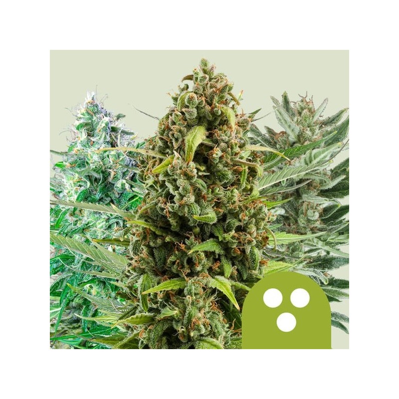 Autoflowering Mix | Royal Queen Seeds