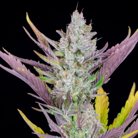 Wedding Glue | Autoflower | Fast Buds Seeds