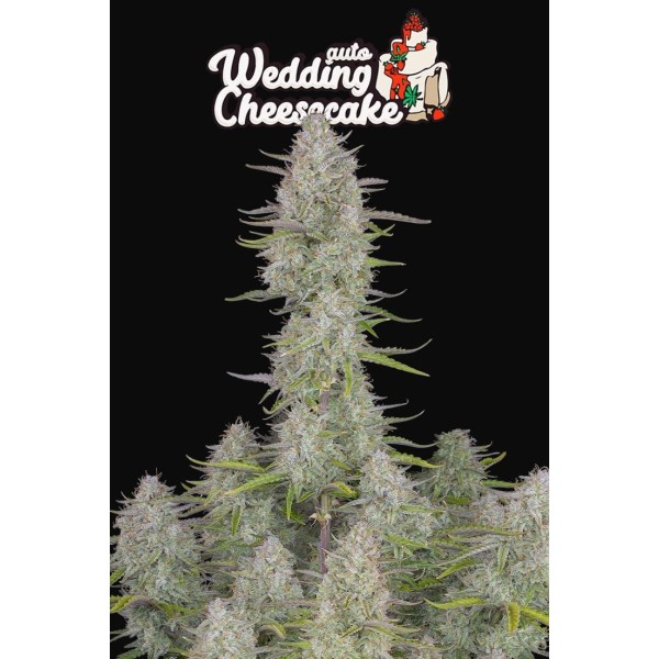 Wedding Cheesecake | Autoflower | Fast Buds Seeds