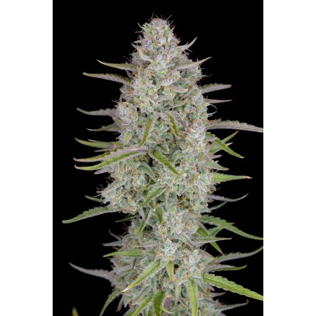 Wedding Cheesecake | Autoflower | Fast Buds Seeds