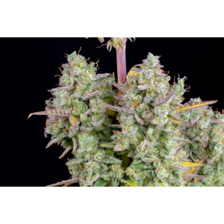 Wedding Cheesecake | Autoflower | Fast Buds Seeds