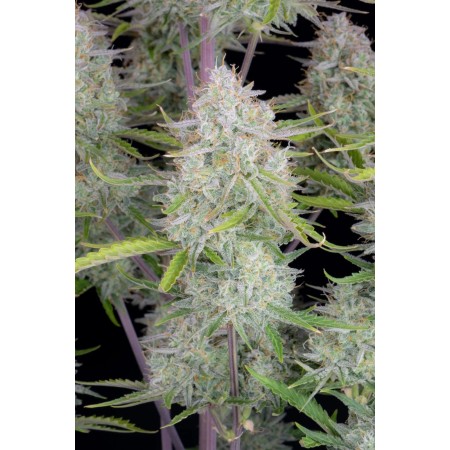 Wedding Cheesecake | Autoflower | Fast Buds Seeds