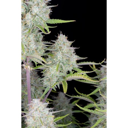 Wedding Cheesecake | Autoflower | Fast Buds Seeds