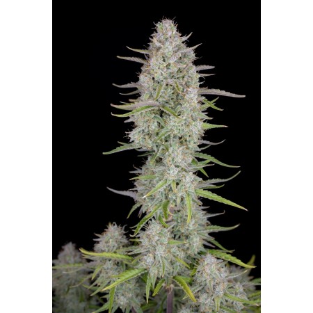 Wedding Cheesecake | Autoflower | Fast Buds Seeds