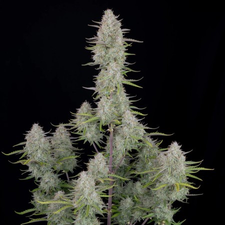 Wedding Cheesecake | Autoflower | Fast Buds Seeds