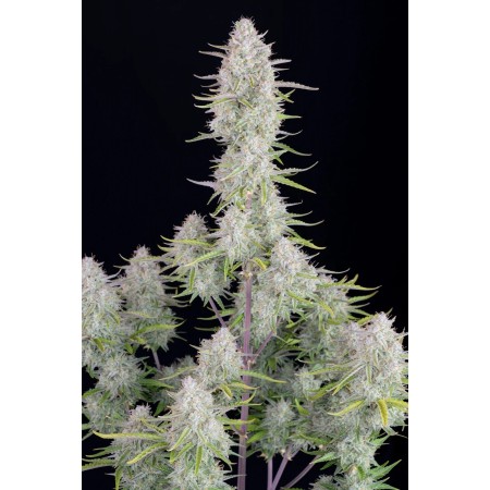 Wedding Cheesecake | Autoflower | Fast Buds Seeds