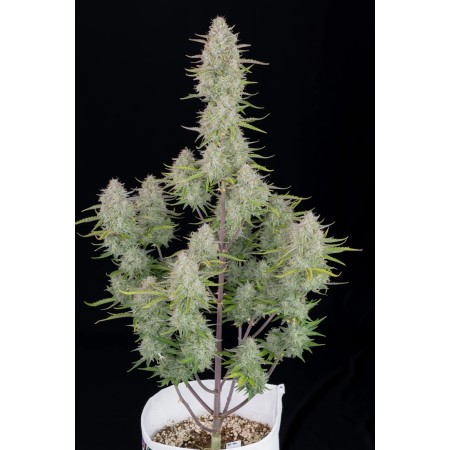 Wedding Cheesecake | Autoflower | Fast Buds Seeds