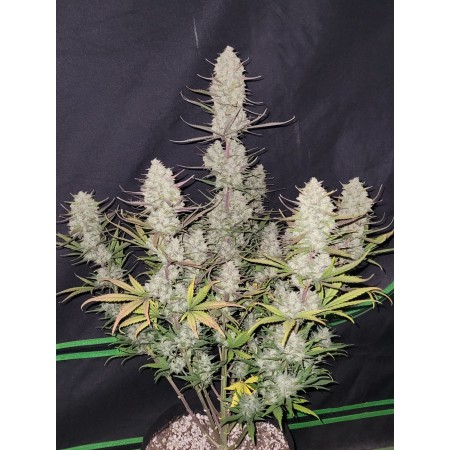 Tropicana Cookies | Autoflower | Fast Buds Seeds