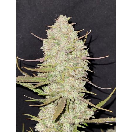 Tropicana Cookies | Autoflower | Fast Buds Seeds