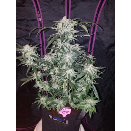 Tangie | Autoflower | Fast Buds Seeds