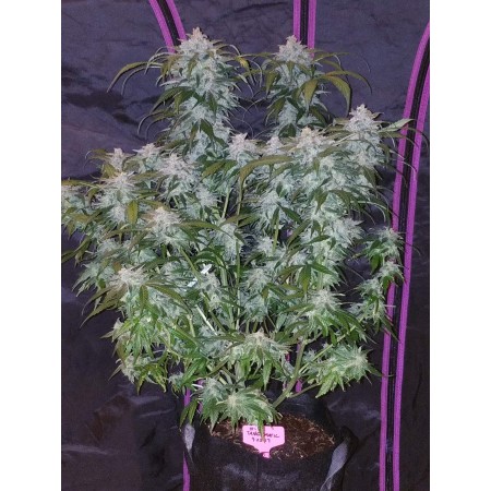 Tangie | Autoflower | Fast Buds Seeds