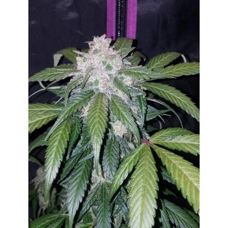 Tangie | Autoflower | Fast Buds Seeds
