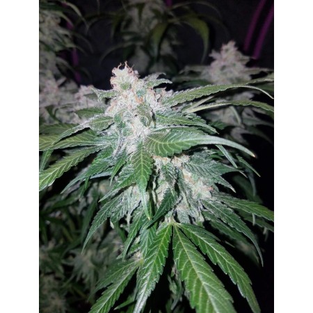 Tangie | Autoflower | Fast Buds Seeds