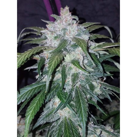 Tangie | Autoflower | Fast Buds Seeds