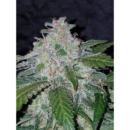 Tangie | Autoflower | Fast Buds Seeds