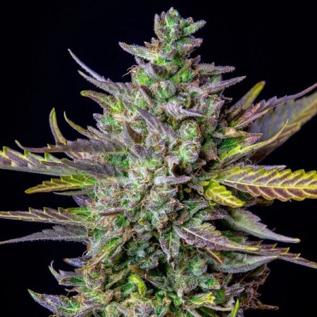 Blue Cheese |  Autoflowering | Royal Queen Seeds