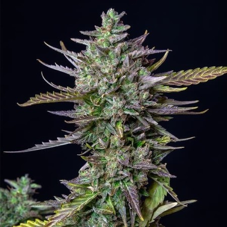 Blue Cheese |  Autoflowering | Royal Queen Seeds
