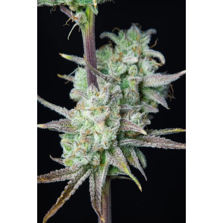 Strawberry Banana | Autoflower | Fast Buds Seeds