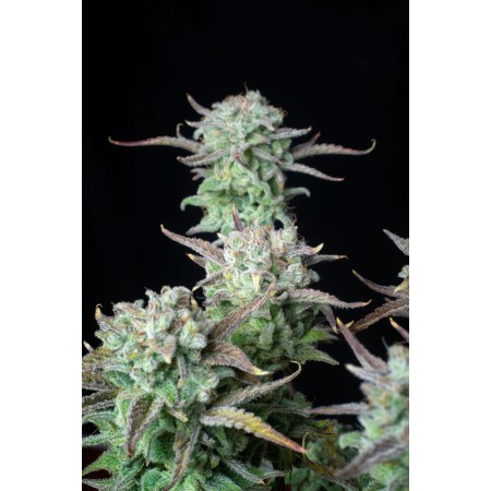 Strawberry Banana | Autoflower | Fast Buds Seeds